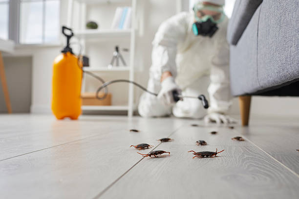 Affordable Termite Control solutions in Erie, IL